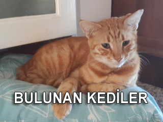 Bulunan Kediler