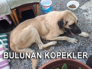 Bulunan Kopekler