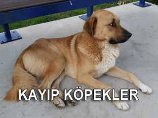 Kayip Kopekler